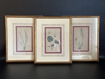 Three Beautiful Prints Of Hand-Engraved & Colored Botanicals