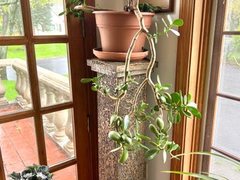 Jade Plant And Stand
