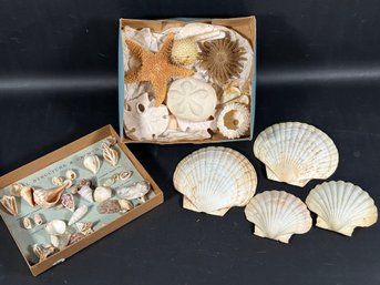 An Amazing Collection Of Gorgeous Natural Seashells