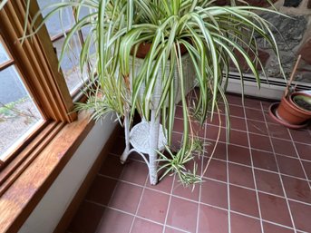 Large Spider Planter With Two-tiered Stand