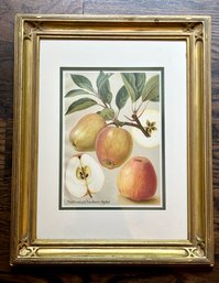 Gorgeous Carved GIlt Framed Apple Print,  By Nathusius Tauben-Apfel