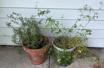 Parsley And Rosemary Plants