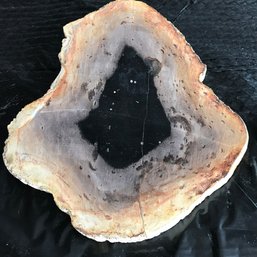 Petrified Wood Slice, 3 LB , 10 Inch By 9 Inch