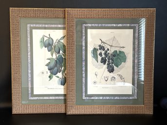 A Beautifully Framed Pair Of Hand-Engraved & Colored Botanical Prints