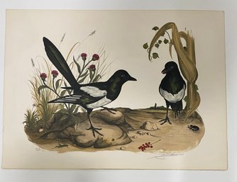 Birds Audubon Vintage Art Lithograph