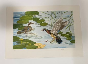 Birds Audubon Vintage Art Lithograph, Hand Signed And Numbered By The Artist