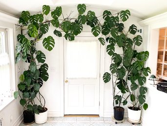 Four Large Monstera Deliciosa (Swiss Cheese Philodendron) Trellised, Potted