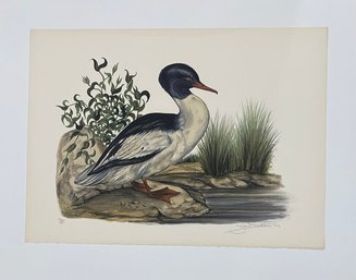 Birds Audubon Vintage Art Lithograph, Hand Signed And Numbered By The Artist In Pencil, 1973
