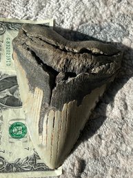 HUGE Fossil MEGALODON SHARK TOOTH- 5.68' LONG!