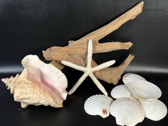 Seaside Treasures: Conch Shell, Starfish, Driftwood & More