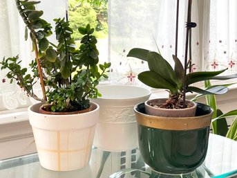 An Orchid, A Succulent And Cache Pots