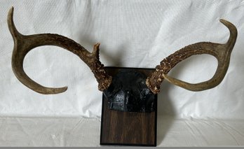 Vintage 5-point Deer Buck Rack Wih Partial Cap- Well Displayed/prepared