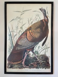 Audubon Plate No. 1  Wild Turkey, 4th Edition By Ariel Press.