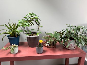 Group Of 6 Live Plants