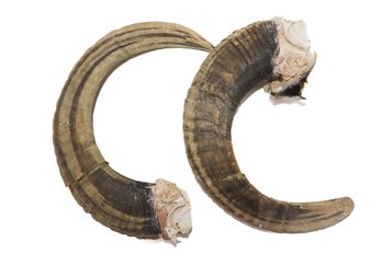 Ram Horns