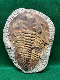 Prehistoric Acadoparadoxides Trilobite Fossil. Weighs 3.7 Lbs.