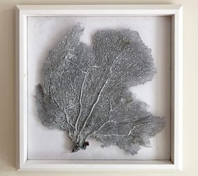 Coral In Modern Shadow Box Frame