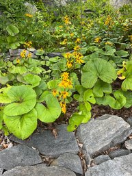 A Large Bed Of Ligularias Or Leopard Plants - Driveway Circle