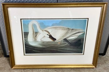 J. J. AUDUBON ~ Engraved Printed & Coloured By  R. HAVELL, 1838 ~ Trumpeter Swan