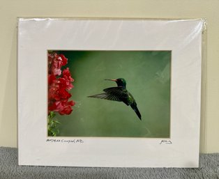 Hummingbird Photo Signed Gregory Craig - Madera Canyon AZ