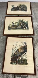 Three Framed Audubon Prints