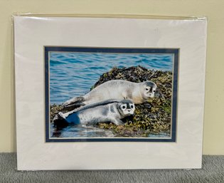 Moma Harbor Seal W/ Pup - Bar Harbor Maine By Debbie Lloyd