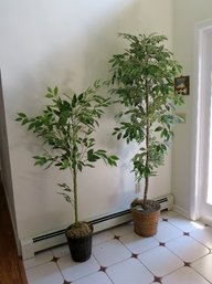 A Pairing Of 2 Silk Trees In Wicker Baskets