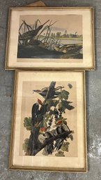 Two Framed Colored Bird Prints