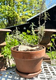 Rosemary In A Terra Cotta Pot