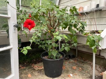 A Live Hibiscus Plant