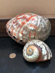2 Beautiful Shells