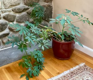 Large LIVE Potted Plant