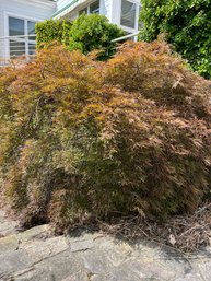 A 6 Foot High Red Leaf Japanese Maple - Rear Of House