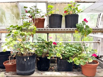 Two Shelves Of Live Plants - Breezeway