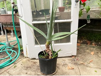 Large Agave In Pot