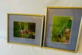 Pair Of Signed Photographs Of Flowers, Framed And Matted