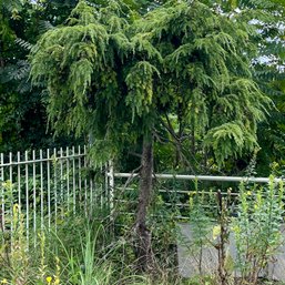 Pine Tree - Dr Seuss Comes To Life - Corner Pool Deck