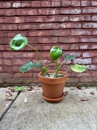 Monstera Plant