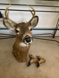 Taxidermy White Tailed Deer Head Mount And Hooves