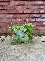 Philodendron Plant (2 Of 2)