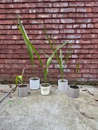 Lot Of 5 - Date Palm Trees In Various Planters