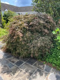 A Japanese Maple - Front Right Facing House