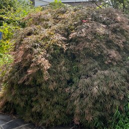 A Japanese Maple - Front Left Facing House