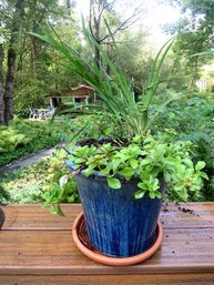 Outdoor Potted Plants - Lot 1