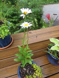 Outdoor Potted Plants - Lot 2