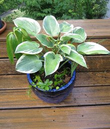 Outdoor Potted Plants - Lot 3