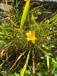 A Collection Of Day Lillies - In Front Of Pond