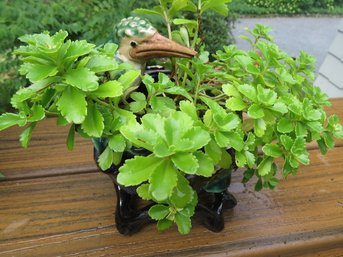 Outdoor Potted Plant - Lot 6