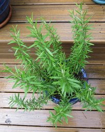 Outdoor Potted Herb Plant - Lot 7