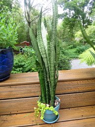 Indoor/outdoor Potted Plant - Lot 8